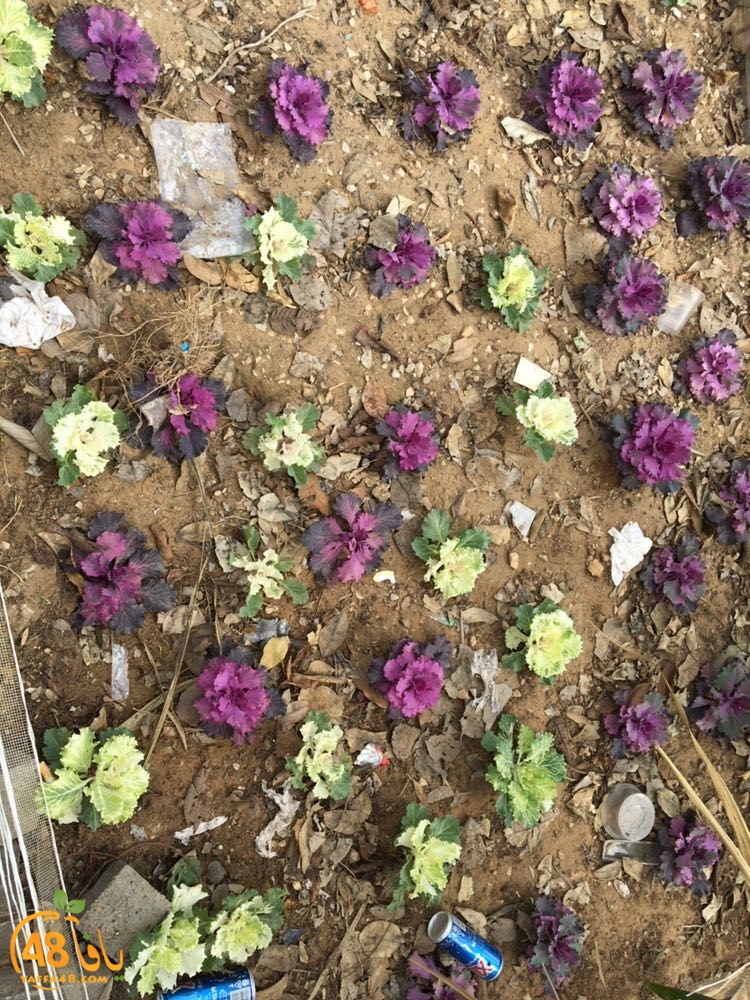 3ali turkaa (19).jpg